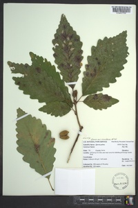 Quercus montana image