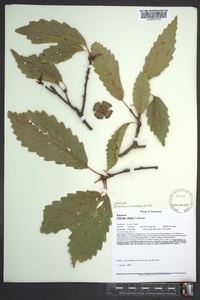 Quercus montana image