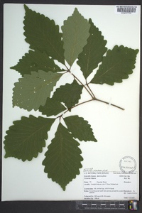 Quercus montana image