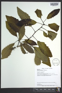 Quercus montana image