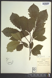 Quercus montana image