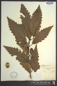 Quercus montana image