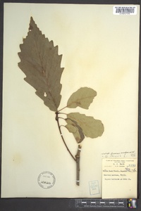 Quercus montana image