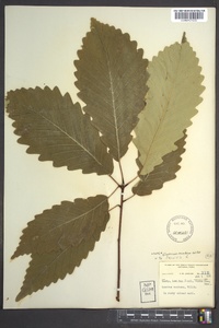 Quercus montana image