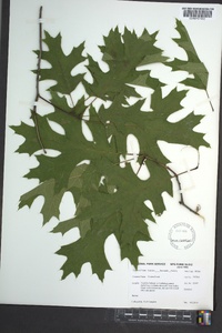 Quercus shumardii image