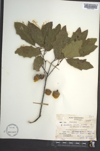 Lithocarpus elegans image