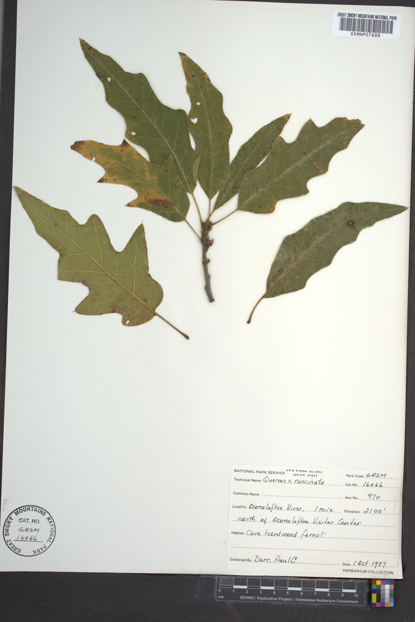 Quercus × runcinata image