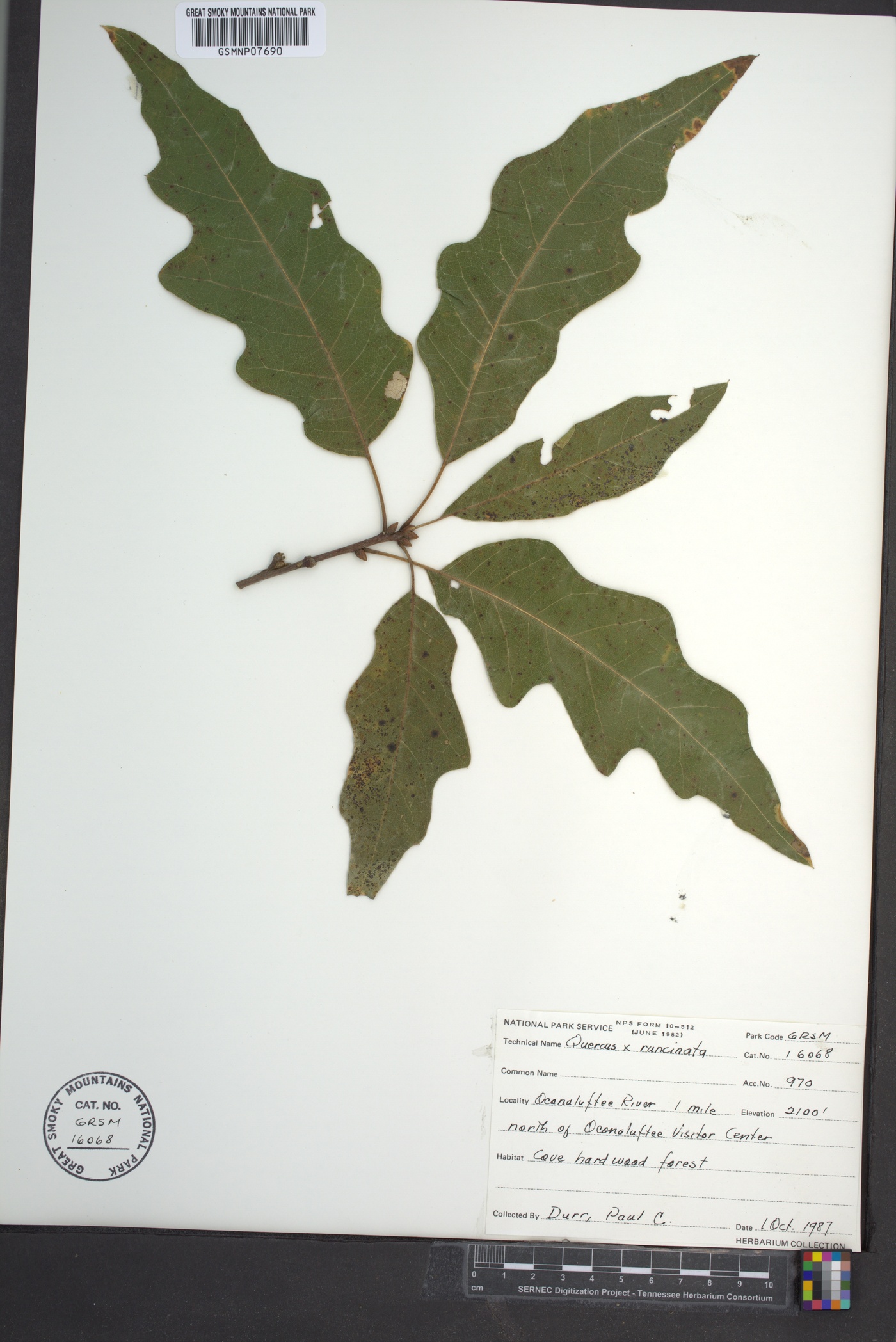 Quercus × runcinata image
