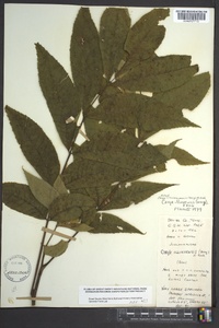 Carya illinoinensis image