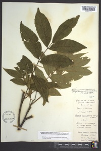 Carya illinoinensis image