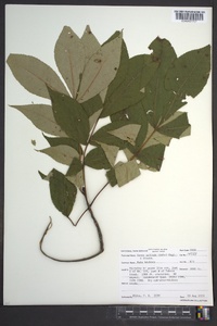 Carya pallida image