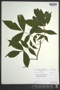 Carya pallida image