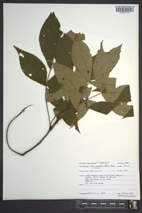 Carya pallida image