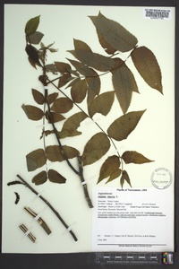 Juglans cinerea image