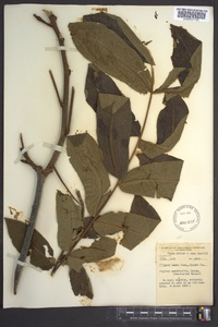 Image of Juglans mandshurica