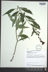 Aureolaria flava image