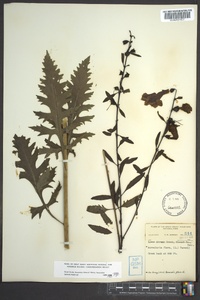 Aureolaria flava image