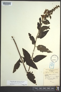 Aureolaria virginica image