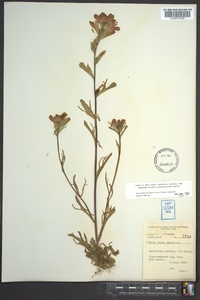 Castilleja coccinea image