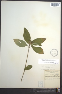 Ruellia caroliniensis image