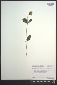 Ruellia caroliniensis image