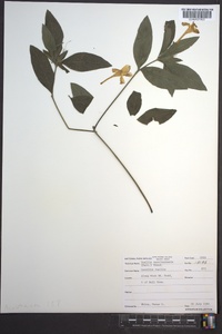 Ruellia caroliniensis image