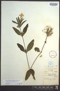 Ruellia humilis image