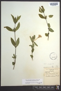 Ruellia humilis image