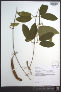 Bignonia capreolata image
