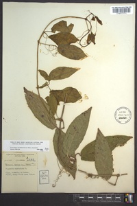 Bignonia capreolata image