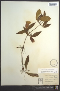 Bignonia capreolata image