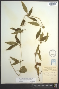 Bignonia capreolata image