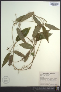 Bignonia capreolata image