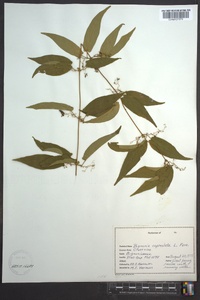 Bignonia capreolata image