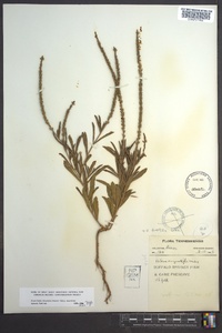 Verbena simplex image