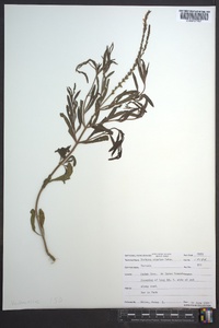 Verbena simplex image