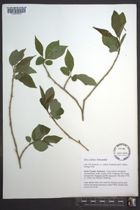 Ilex collina image