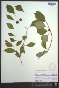 Ilex collina image