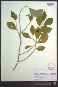 Ilex collina image