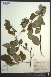 Ilex ambigua image