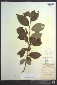 Ilex ambigua image