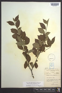 Ilex ambigua image