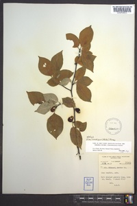 Ilex ambigua image