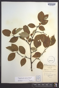 Ilex ambigua image