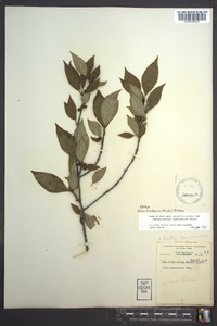 Ilex ambigua image