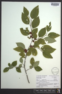 Ilex ambigua image