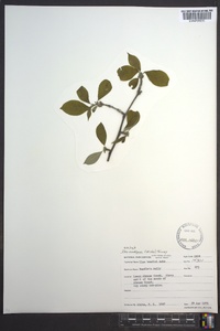 Ilex ambigua image