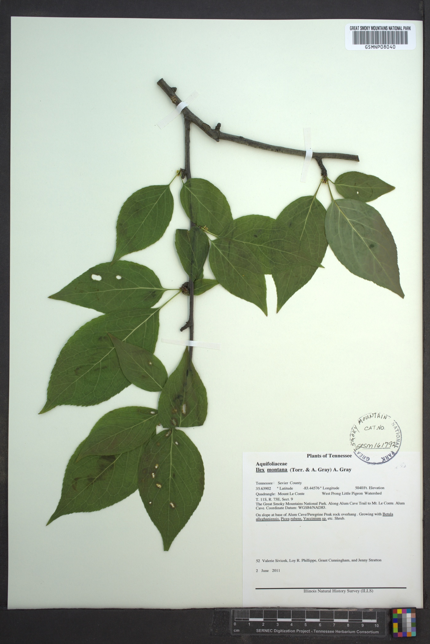 Ilex montana image