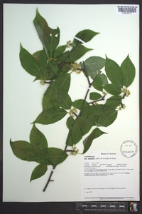 Ilex montana image