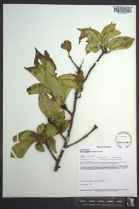 Ilex montana image